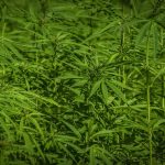 Weed shop in Plovdiv images91.jpg