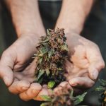 Authentic Hashish and Marijuana in Europe logo (3)